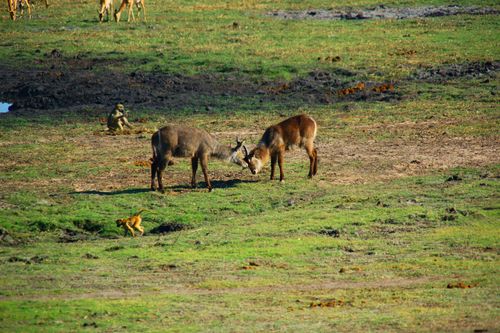 eSIM for Botswana – travel photo 4