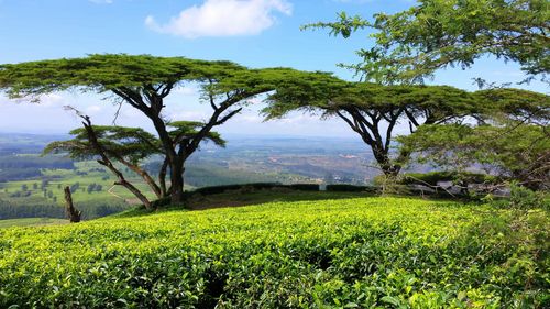 eSIM for Malawi – travel photo 3