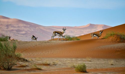 eSIM for Namibia – travel photo 3
