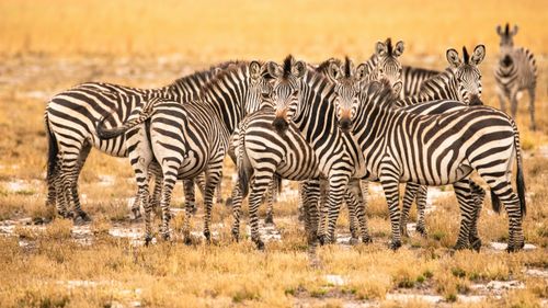 eSIM for Zambia – travel photo 4