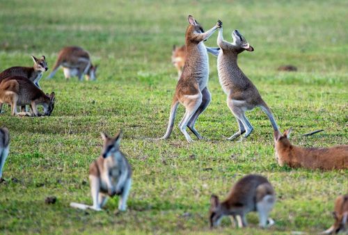 eSIM for Australia – travel photo 2