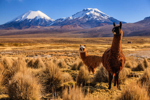 Bolivia